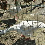 Il Pruno Frühstückspension San Giuliano Terme