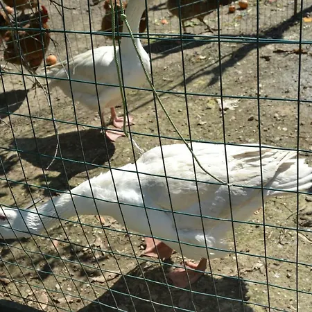 Il Pruno Alojamento de Acomodação e Pequeno-almoço San Giuliano Terme