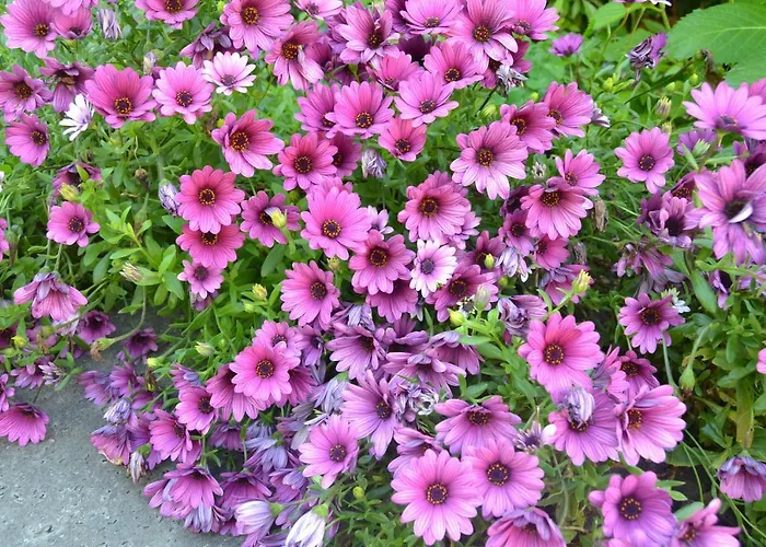 Il Pruno San Giuliano Terme