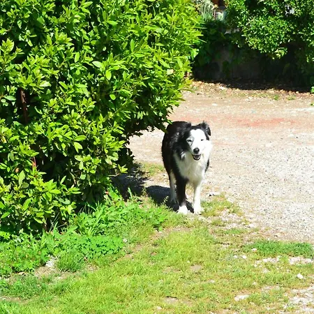 Il Pruno